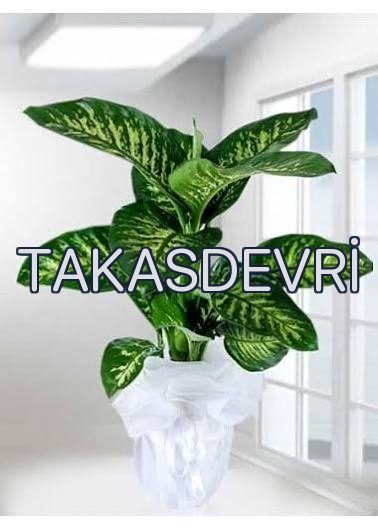 Salon Çiçeği